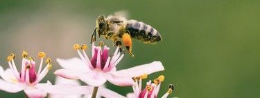 La fascinante historia sobre cómo descubrimos que las abejas perciben el tiempo 16 Menos contaminación, más flores, más miel: cómo el confinamiento ha frenado el declive de las abejas