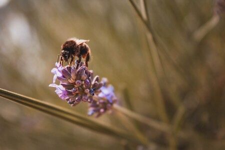 La fascinante historia sobre cómo descubrimos que las abejas perciben el tiempo 17 Abejas