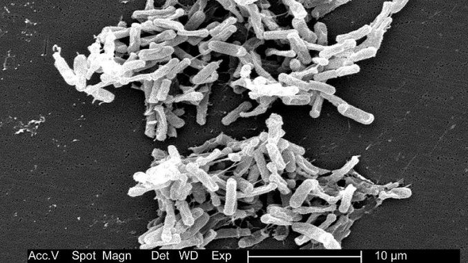 Nace una nueva terapia: así son los primeros biofármacos elaborados a partir de heces sanas